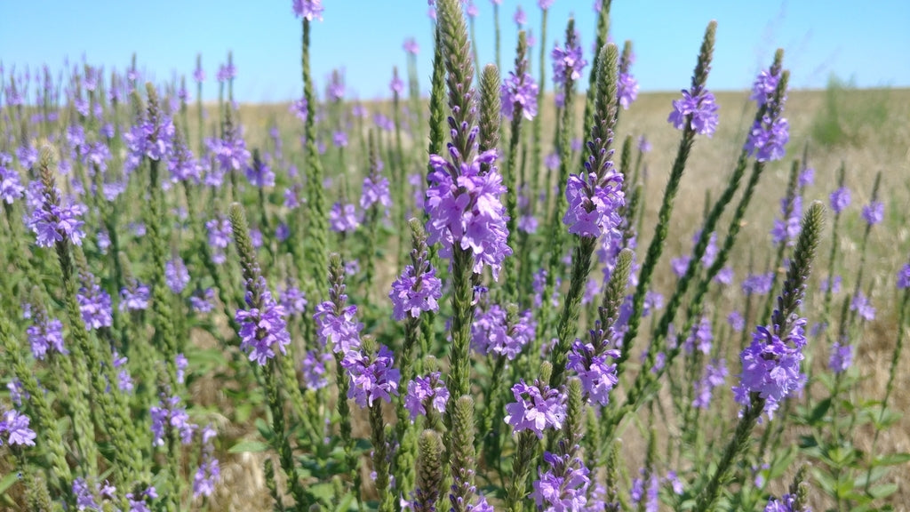 Verbena Stricta - Hoary Vervain