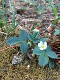 Fragaria Virginiana - Wild Strawberry