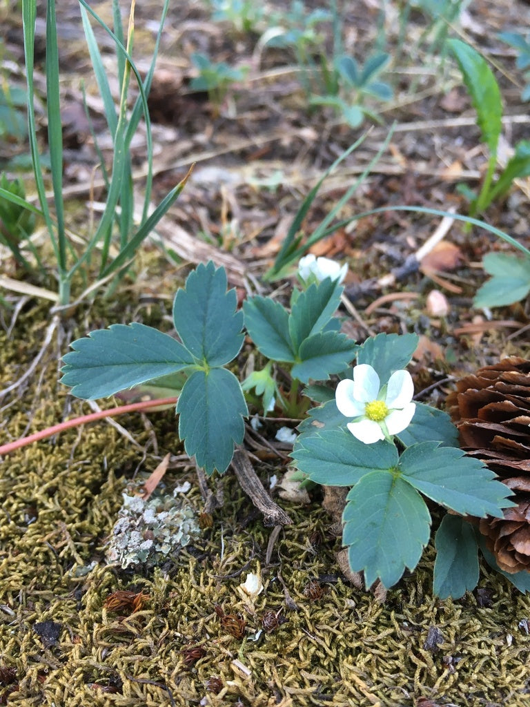 Fragaria Virginiana - Wild Strawberry