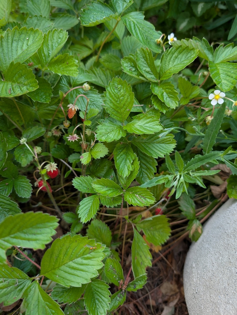Fragaria Virginiana - Wild Strawberry
