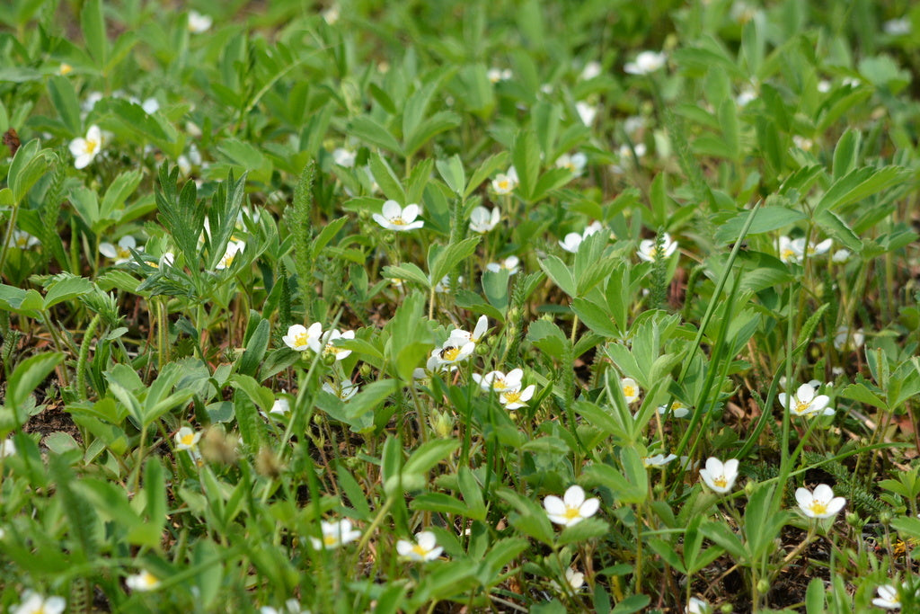 Fragaria Virginiana - Wild Strawberry