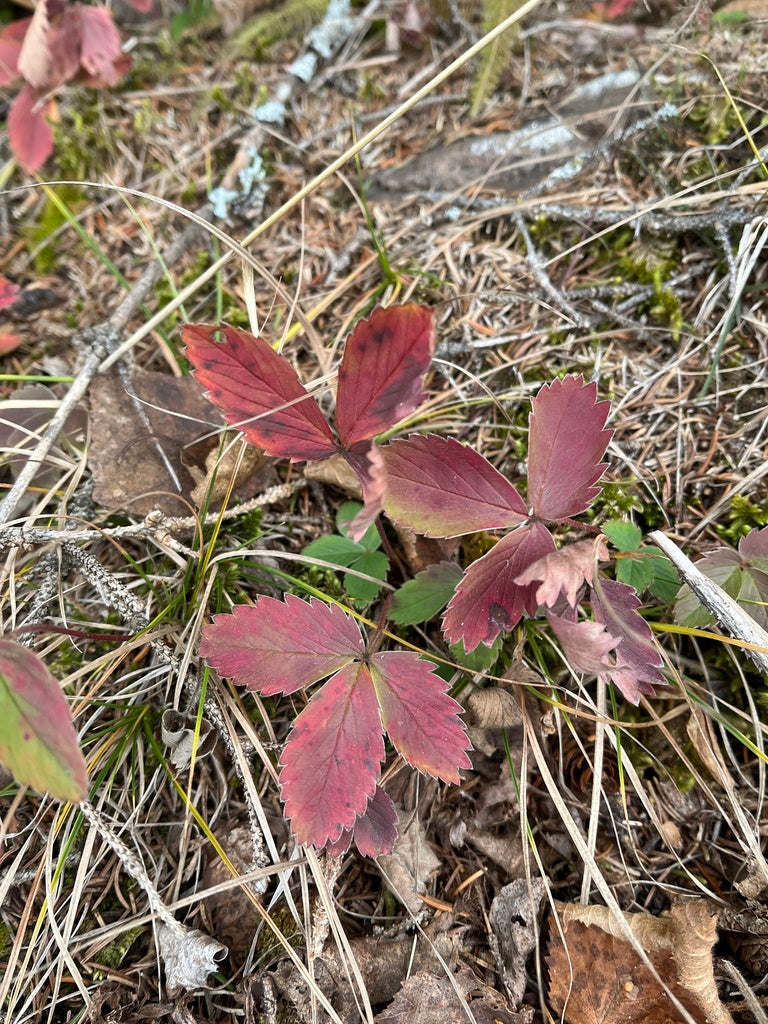 Fragaria Virginiana - Wild Strawberry